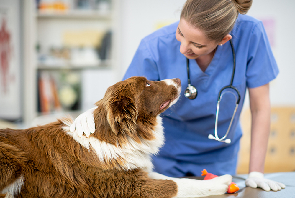 Reddish and white dog with a veterinarian.